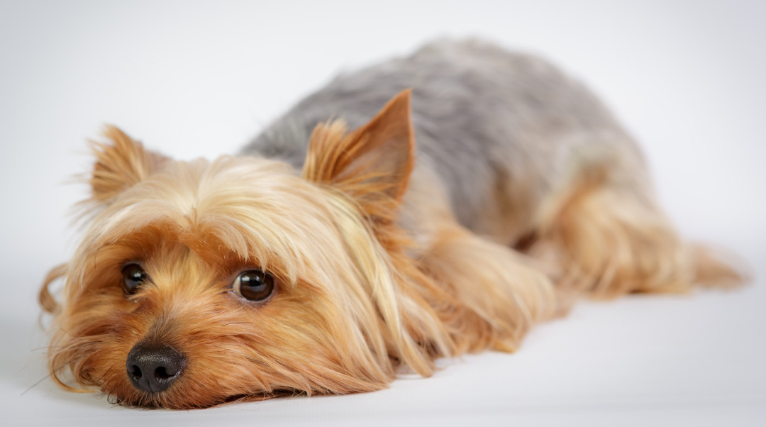 Funny Yorkshire terrier - Beating Trauma