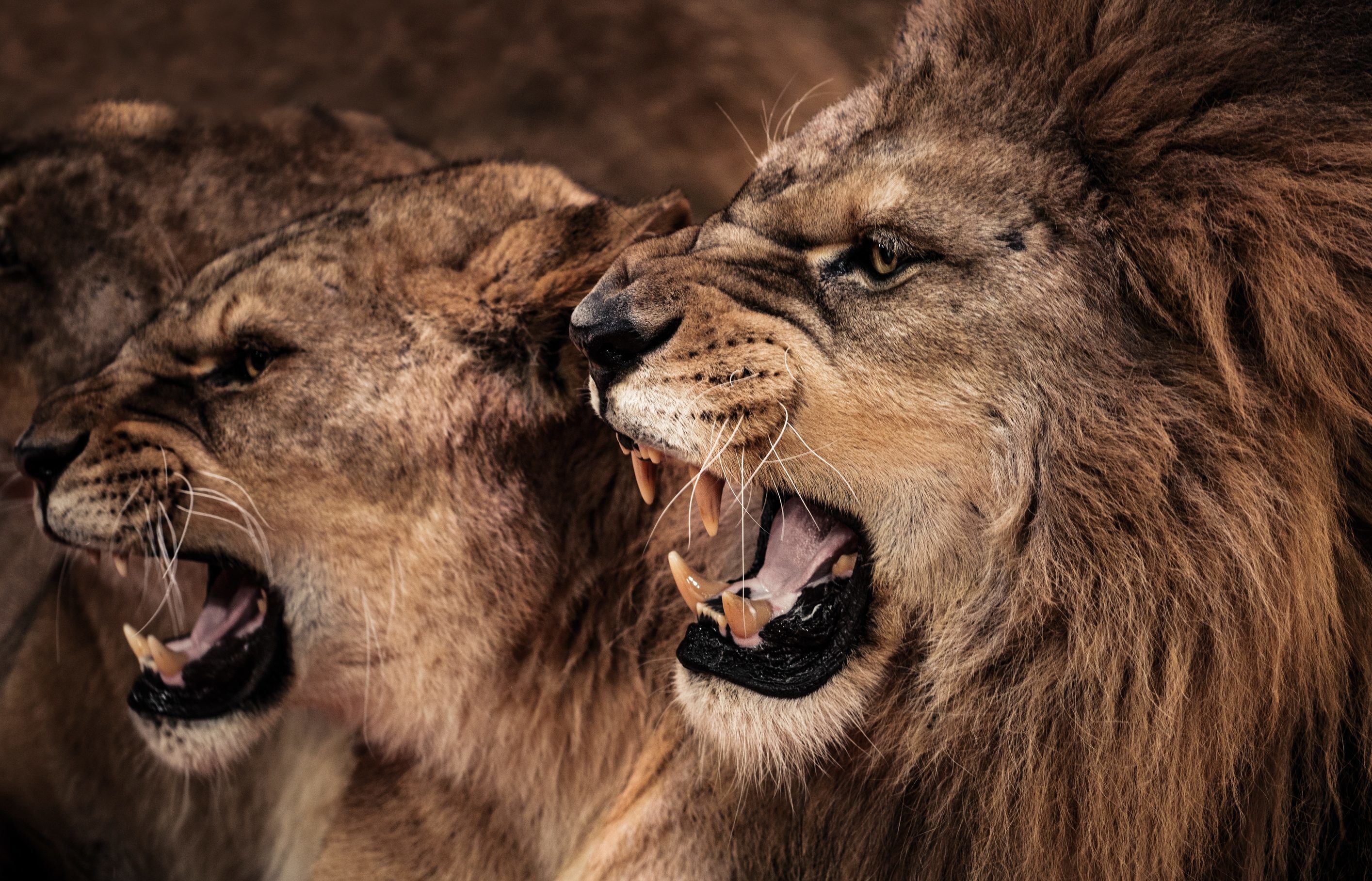 how-to-deal-with-angry-husband-navratri-days-buying-chandi-bhagwan